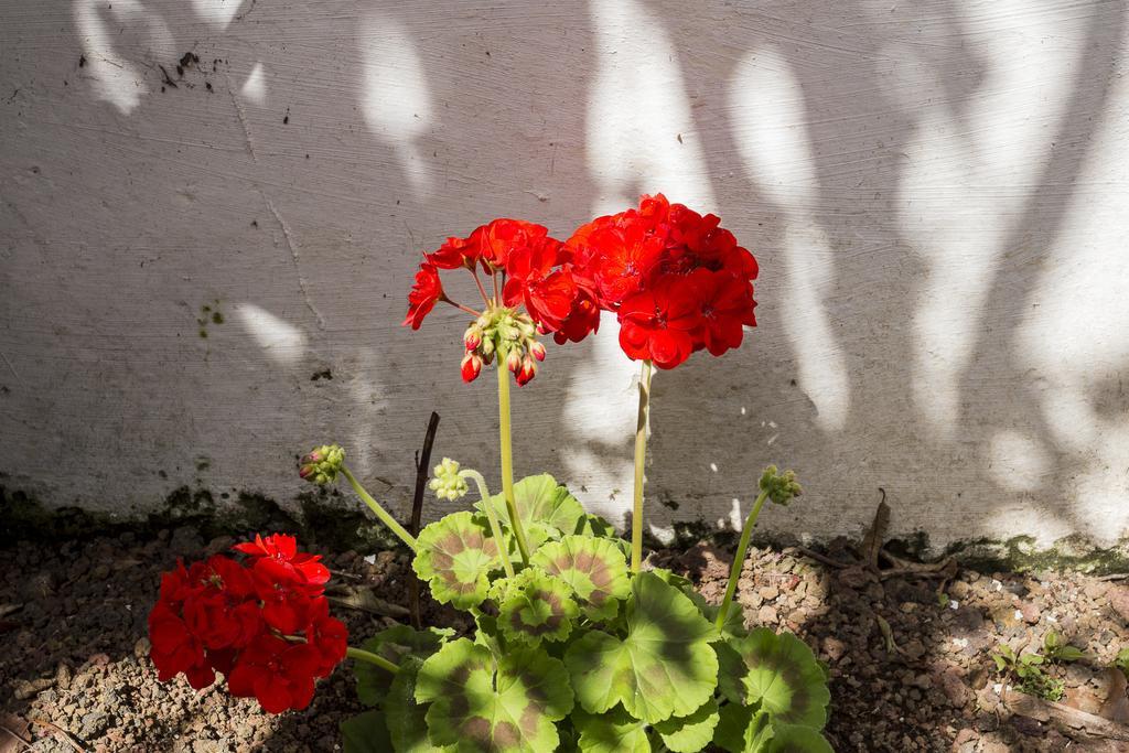 Family House Garden Villa Ponta Delgada  Room photo